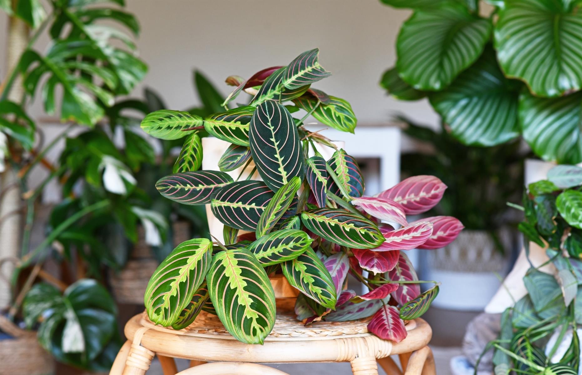 Safe swap: prayer plant (Maranta leuconeura)